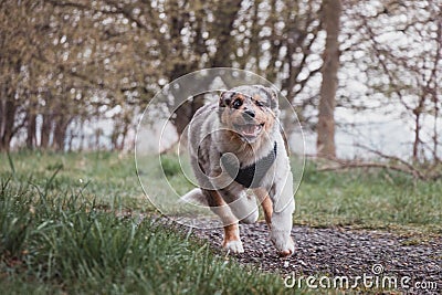 Life of a boisterous Australian Shepherd puppy. A blue merle pup runs around the field improving his fitness, agility and gaining Stock Photo