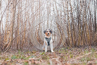 Life of a boisterous Australian Shepherd puppy. A blue merle pup runs around the field improving his fitness, agility and gaining Stock Photo