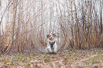 Life of a boisterous Australian Shepherd puppy. A blue merle pup runs around the field improving his fitness, agility and gaining Stock Photo