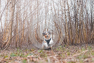 Life of a boisterous Australian Shepherd puppy. A blue merle pup runs around the field improving his fitness, agility and gaining Stock Photo