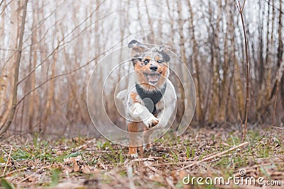 Life of a boisterous Australian Shepherd puppy. A blue merle pup runs around the field improving his fitness, agility and gaining Stock Photo