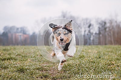 Life of a boisterous Australian Shepherd puppy. A blue merle pup runs around the field improving his fitness, agility and gaining Stock Photo