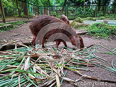 The life of capybara at the zoo. Capybara is eating Stock Photo