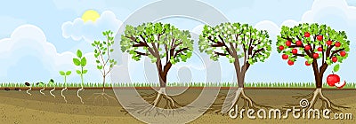 Life cycle of apple tree. Stages of growth from seed to adult plant with fruits Stock Photo