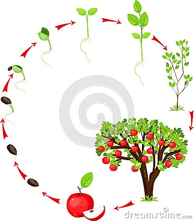 Life cycle of apple tree Stock Photo