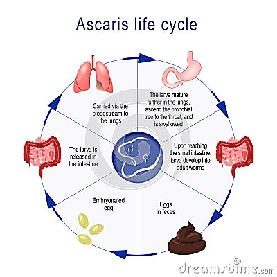 Life cycle of Ascaris Vector Illustration