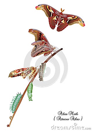 Life cycle of atlas moth Cartoon Illustration