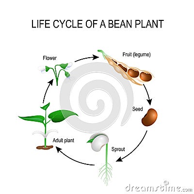 Life cycle of a bean plant Vector Illustration