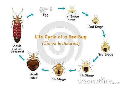 Life Cycle of the Bed Bug vector eps10 Vector Illustration