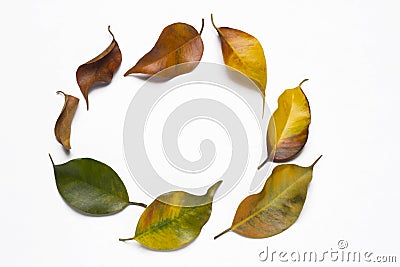 Life cycle Stock Photo