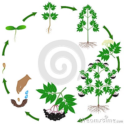 Life cycle of a black elderberry plant on a white background. Vector Illustration