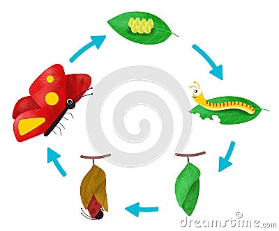 The Life cycle of a Butterfly Vector Illustration