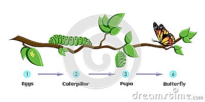 Life cycle of butterfly eggs, caterpillar, pupa, butterfly. Metamorphosis. Cartoon Illustration