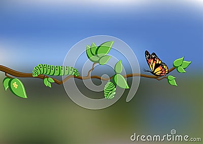 Life cycle of butterfly with eggs, caterpillar, pupa, butterfly on tree branch on natural background Cartoon Illustration