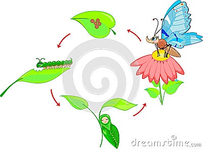 Life cycle of butterfly Stock Photo