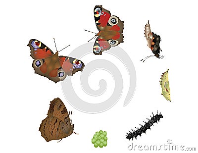 Life cycle of butterfly Stock Photo