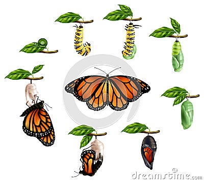 Life Cycle Of Butterfly Realistic Set Vector Illustration