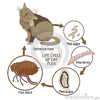 Life Cycle of Cat Flea Vector Illustration. The Spread of Infection, Diseases. Vector Illustration