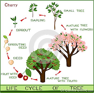 Life cycle of cherry tree with captions. Stock Photo