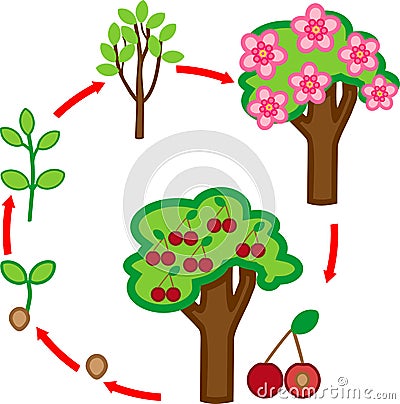 Life cycle of cherry tree Stock Photo