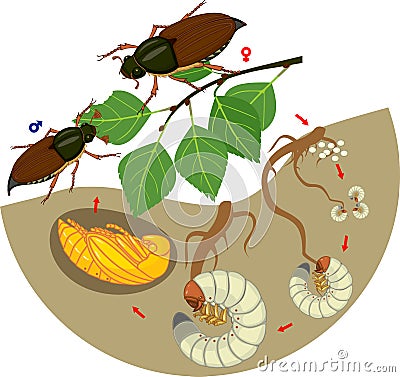 Life cycle of cockchafer. Sequence of stages of development of cockchafer Melolontha sp. from egg to adult beetle Stock Photo