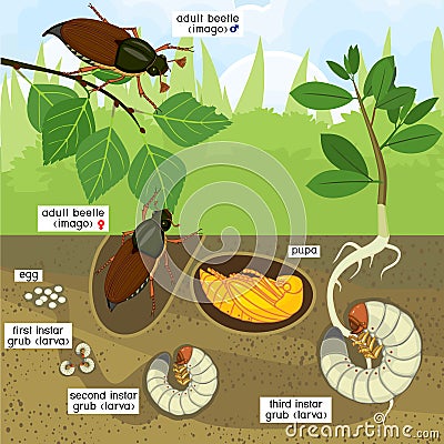 Life cycle of cockchafer. Sequence of stages of development of cockchafer Melolontha melolontha from egg to adult beetle Stock Photo