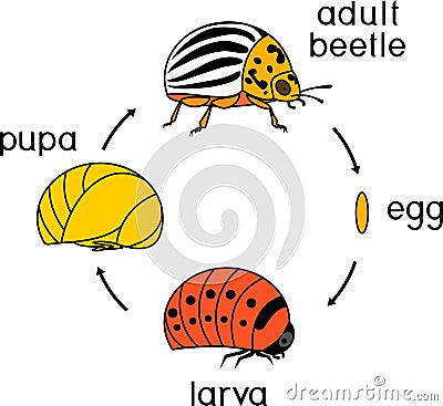 Life cycle of Colorado potato beetle or Leptinotarsa decemlineata. Stages of development from egg to adult insect Stock Photo