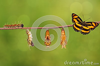 Life cycle of colour segeant butterfly hanging on twig Stock Photo