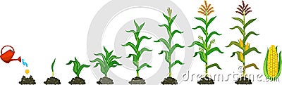 Life cycle of corn maize plant. Growth stages from seed to flowering and fruiting plant isolated on white background Stock Photo