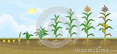 Life cycle of corn or maize plant. Growth stages from seeding to flowering and fruiting plant Stock Photo