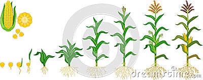 Life cycle of corn maize plant. Growth stages from seeding to flowering and fruiting plant isolated on white background Stock Photo