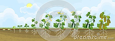 Life cycle of cucumber plant. Stages of growth from seed to adult plant with fruits Stock Photo