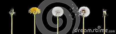 Life cycle of a dandelion Stock Photo