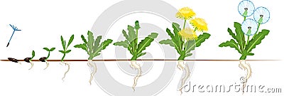 Life cycle of dandelion plant or taraxacum officinale. Stages of growth from seed to adult plant Stock Photo