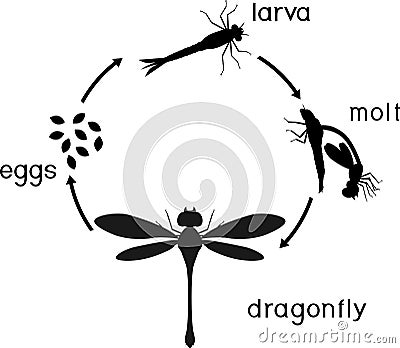 Life cycle of dragonfly. Sequence of stages of development of dragonfly from egg to adult insect Stock Photo