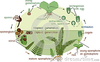 Life Cycle of Fern. Stock Photo