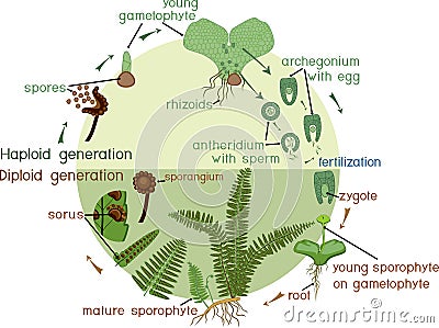 Life Cycle of Fern. Stock Photo