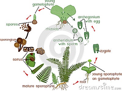 Life Cycle of Fern. Stock Photo