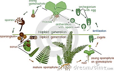 Life Cycle of Fern. Stock Photo