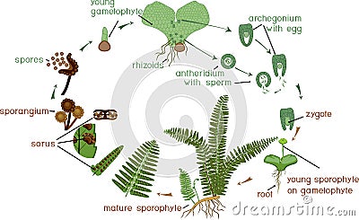 Life Cycle of Fern. Stock Photo