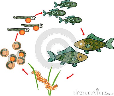 Life cycle of fish. Sequence of stages of development of fish from egg roe to adult animal Stock Photo
