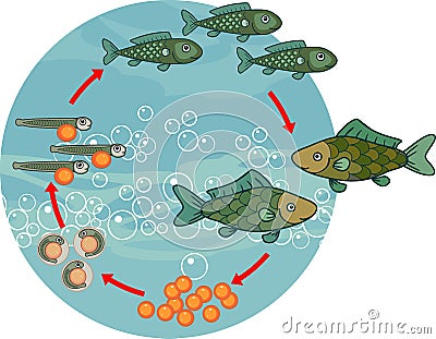 Life cycle of fish. Sequence of stages of development of fish from egg to adult animal Stock Photo