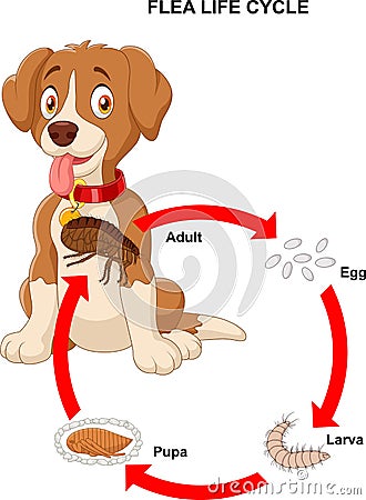 Life cycle of flea Vector Illustration