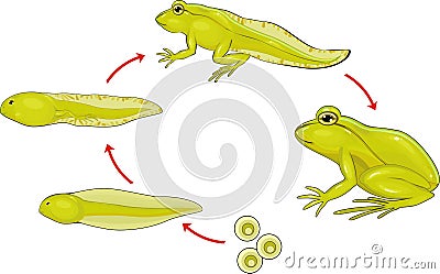 Life cycle of frog Stock Photo