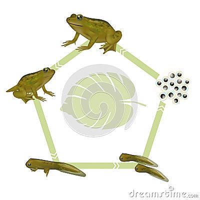 Life cycle of a frog. Froglet, Frog,Tadpole with legs, Tadpole, Embryo, Eggs. Evolution development toads diagram. Vector Illustration