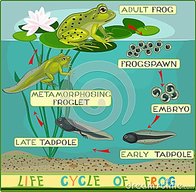 Life cycle of frog Stock Photo