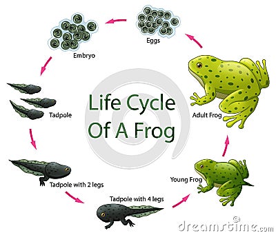 Life cycle of frog Vector Illustration