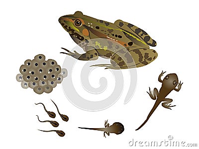 Life cycle of the frog Cartoon Illustration