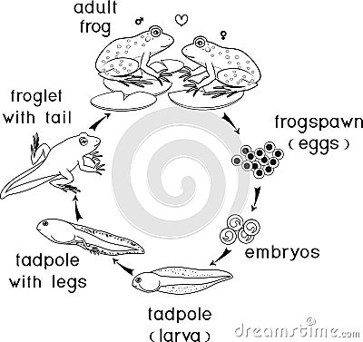 Life cycle of frog. Stages of development of frog from egg to adult animal Stock Photo