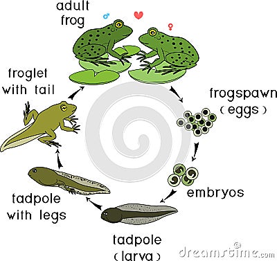 Life cycle of frog. Stages of development of frog from egg to adult animal Stock Photo